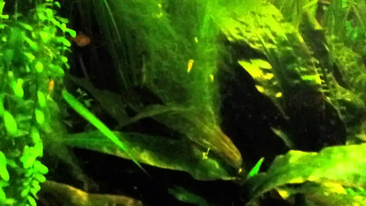 Zdjęcie Skuteczne metody na zwalczenie glonów nitkowatych w akwarium