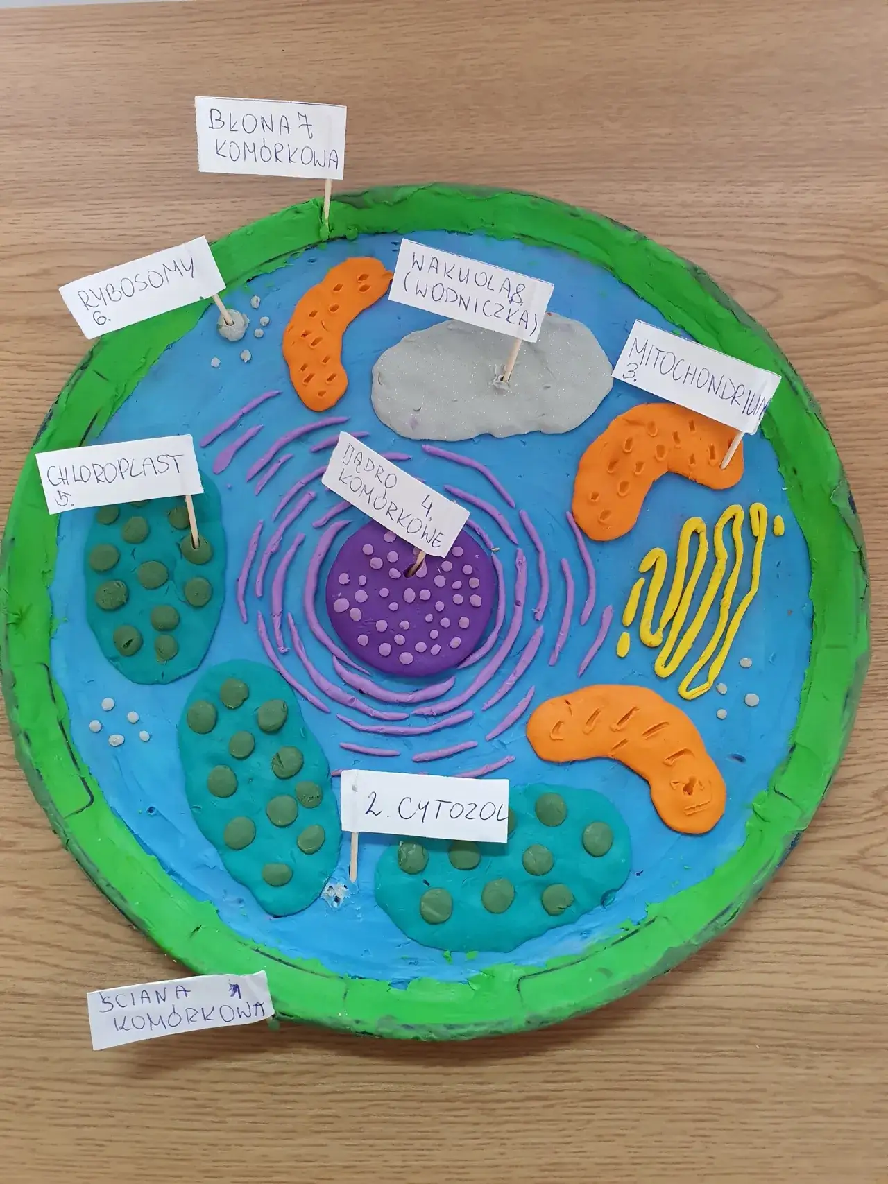 Zdjęcie Jak zrobić model komórki roślinnej z plasteliny – proste kroki i porady