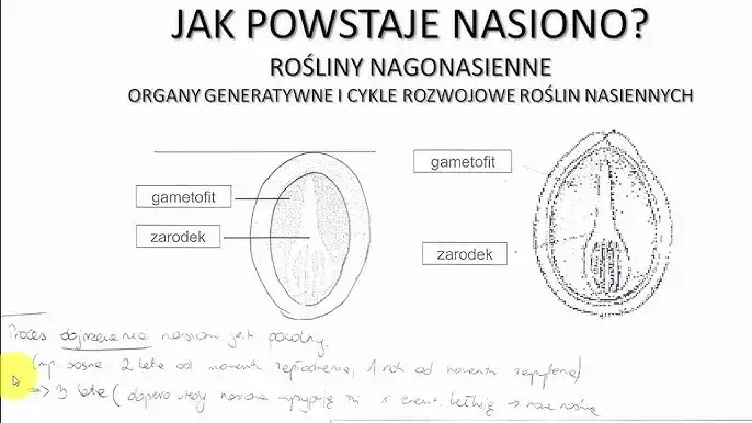 Zdjęcie Jak rozmnażają się rośliny nasienne - tajemnice zapłodnienia i nasion