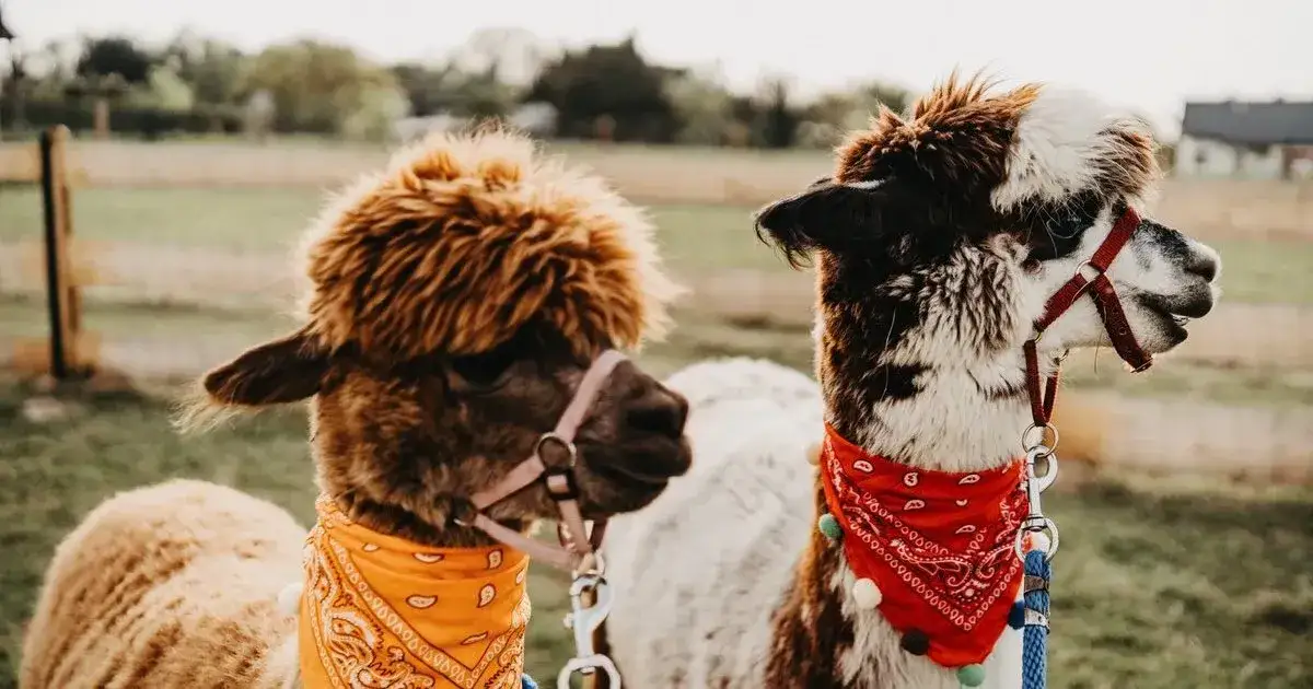 Zdjęcie Atrakcje w Brennej: odkryj najlepsze miejsca dla rodzin i turystów