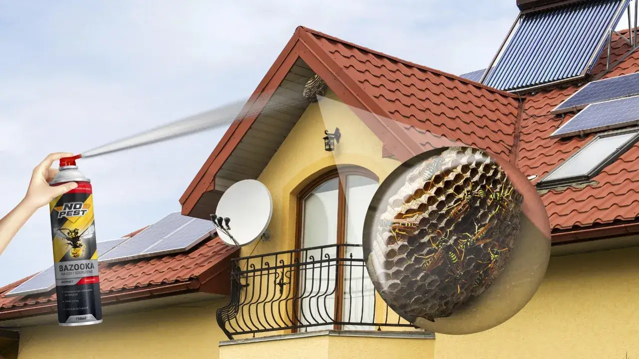 Zdjęcie Jak bezpiecznie pozbyć się os ze ścian w domu – sprawdzone metody zwalczania