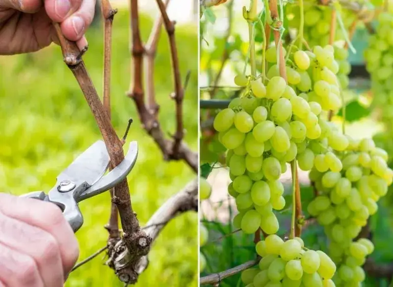 Zdjęcie Kiedy sezon na winogrona? Poznaj najlepszy czas na zbiory