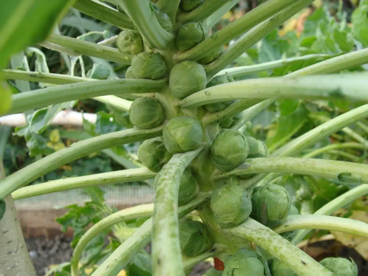 Zdjęcie Jak uprawiać brukselkę: sekrety udanej uprawy i pielęgnacji