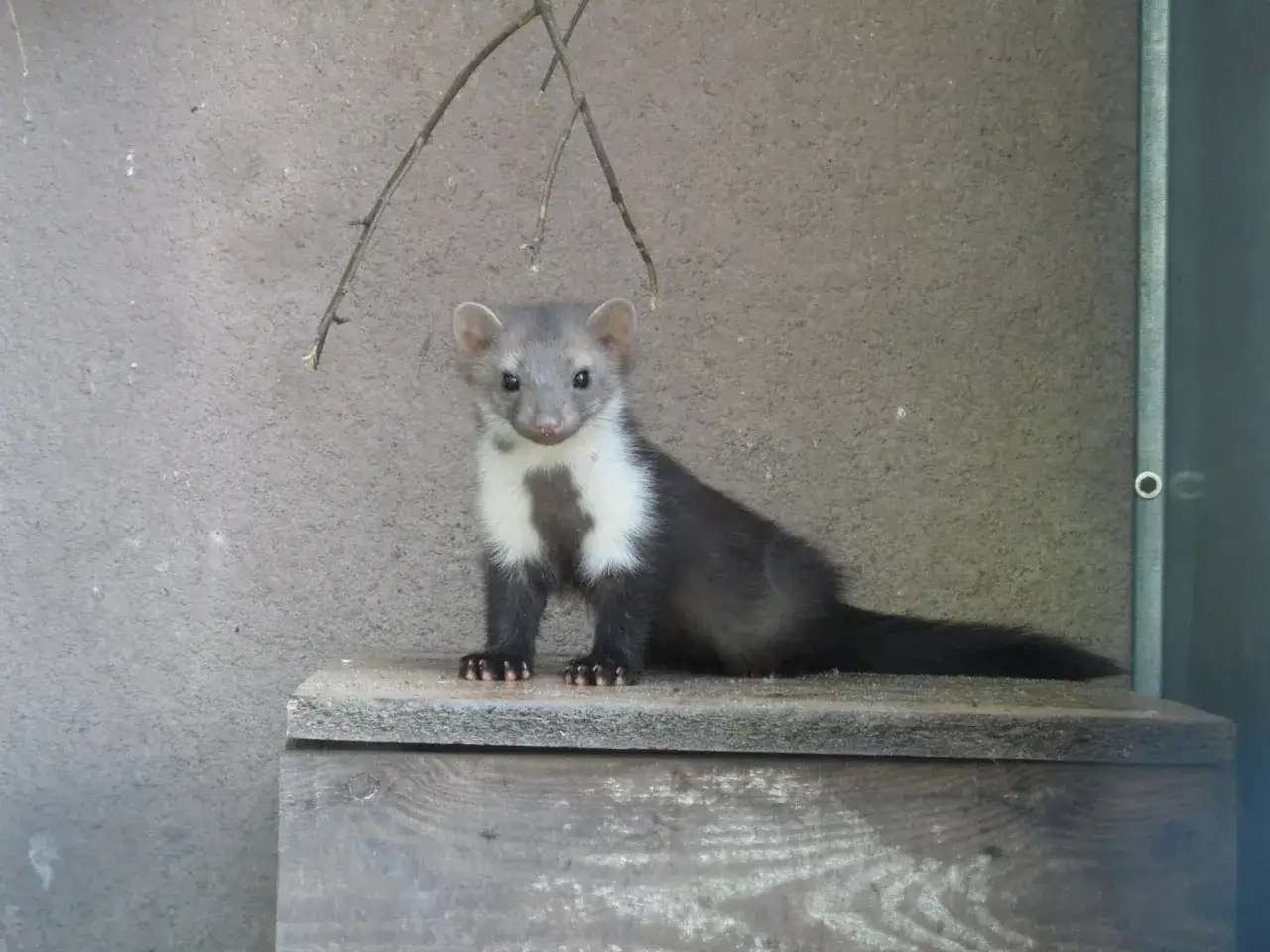 Zdjęcie Co przegryza kable w samochodzie i jak temu zapobiec?