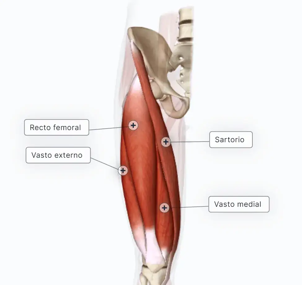 Zdjęcie Músculos de la pierna: Anatomía, función y cómo cuidarlos sin lesiones