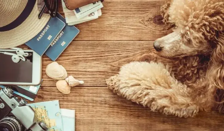 Zdjęcie Paszport dla psa ile ważny? Odkryj, jak uniknąć problemów z ważnością