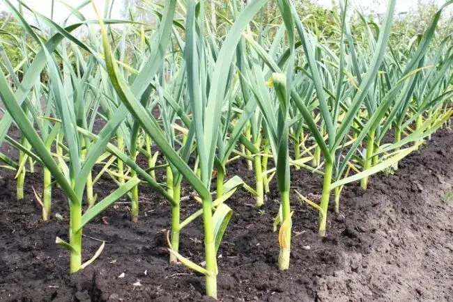 Zdjęcie Ile kompostu do ziemi? Kluczowe wskazówki dla zdrowego ogrodu