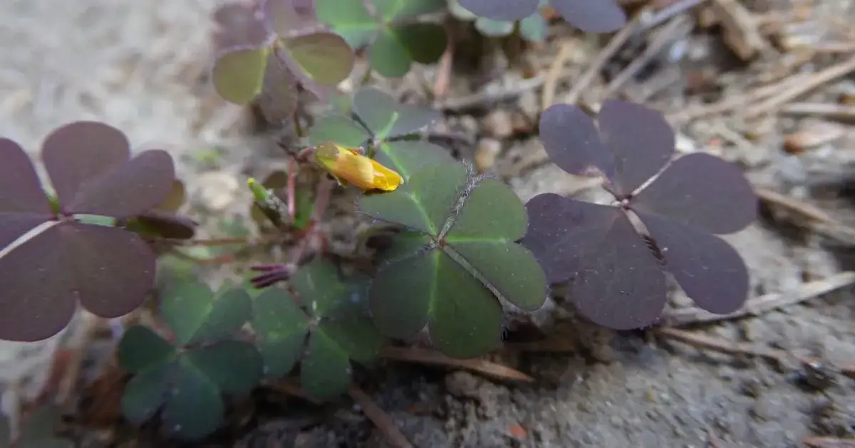 Zdjęcie Chwast podobny do koniczyny – jak go rozpoznać i skutecznie zwalczyć