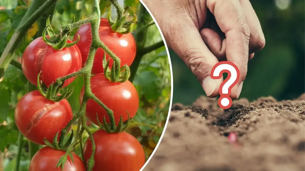 Zdjęcie Jak prowadzić pomidory w gruncie: 5 kluczowych zasad uprawy