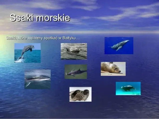 Zdjęcie Co żyje w Morzu Bałtyckim? Odkryj fascynujący ekosystem mórz