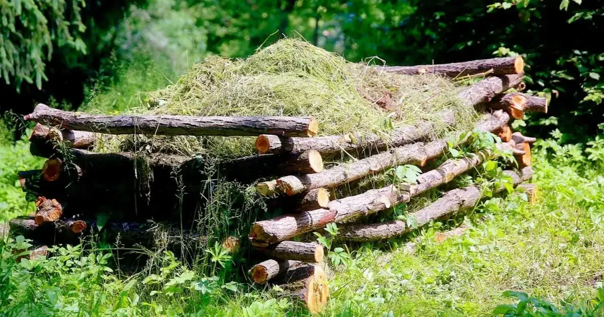 Zdjęcie Kiedy kompost na trawnik? Sprawdź najlepszy czas na nawożenie