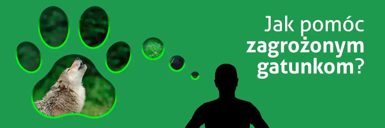 Zdjęcie Jak chronić gatunki zagrożone wyginięciem i uratować naszą planetę