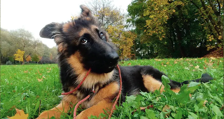 Zdjęcie Jak wytresować dorosłego psa i uniknąć najczęstszych błędów