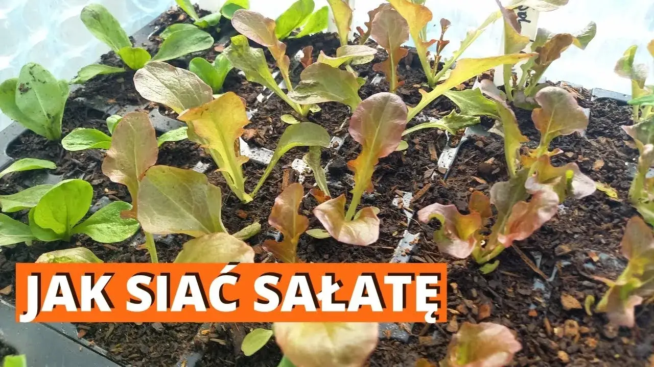 Zdjęcie Jak siać sałatę: sprawdzone metody i unikaj najczęstszych błędów