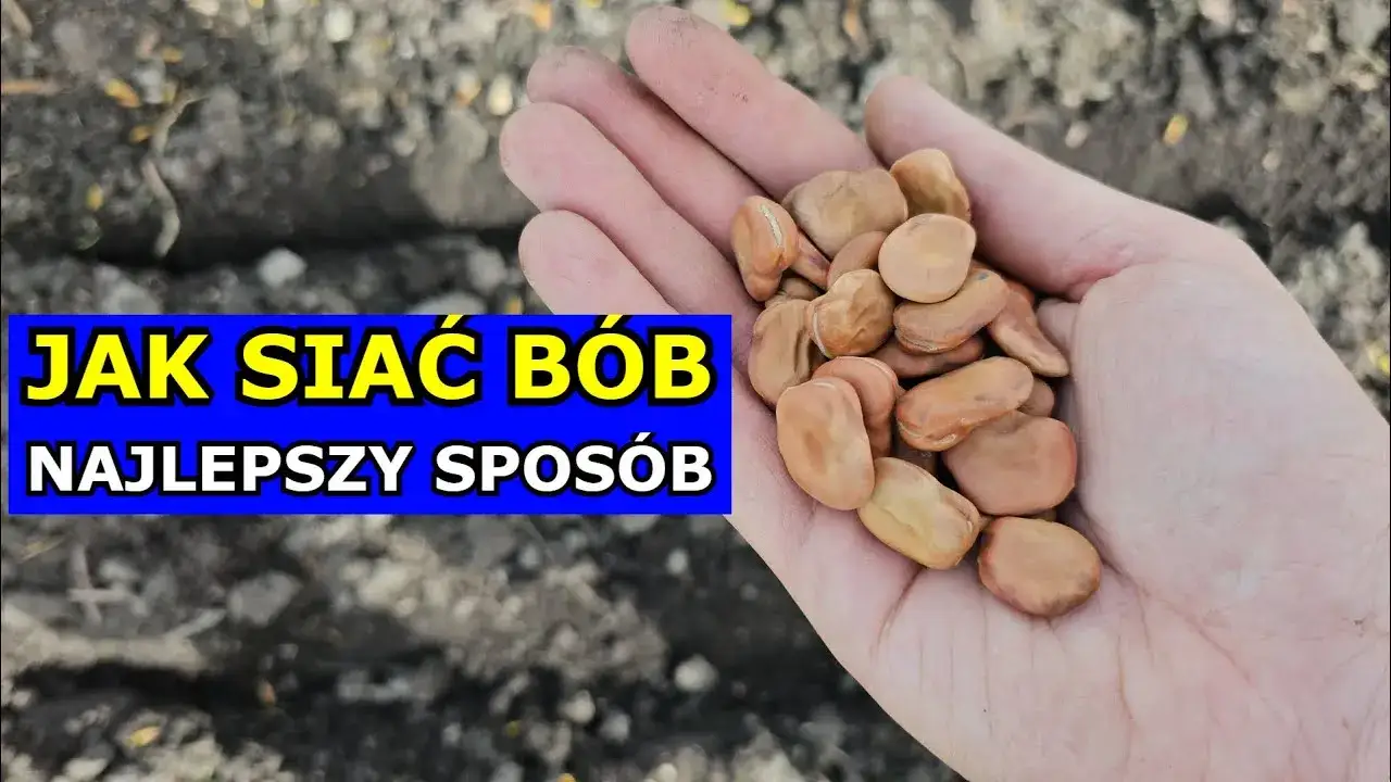 Zdjęcie Jak siać bób do gruntu, aby uniknąć najczęstszych błędów?