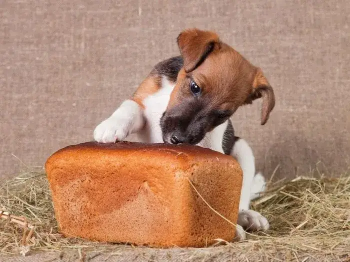Zdjęcie Czy pies może jeść bułkę? Sprawdź, jakie mogą być skutki zdrowotne