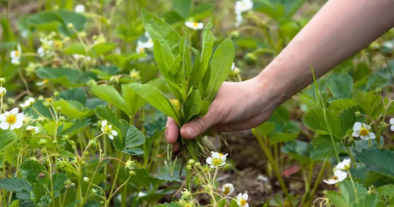 Zdjęcie Chwast: Jak pozbyć się niechcianych roślin i ozdobić wnętrza