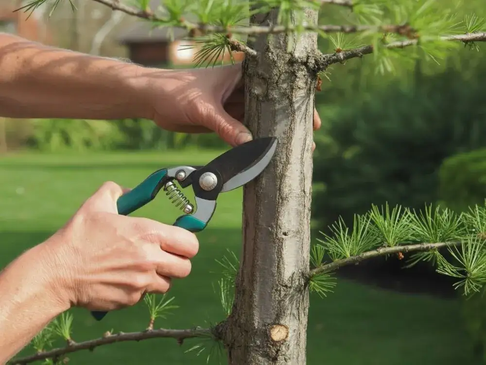 Zdjęcie Jak przycinać modrzew na pniu, aby uniknąć błędów i zapewnić zdrowie