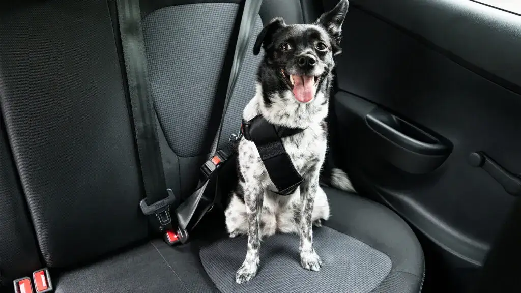 Zdjęcie Jak bezpiecznie przewieźć psa do Niemiec – wymagania, dokumenty i praktyczne porady