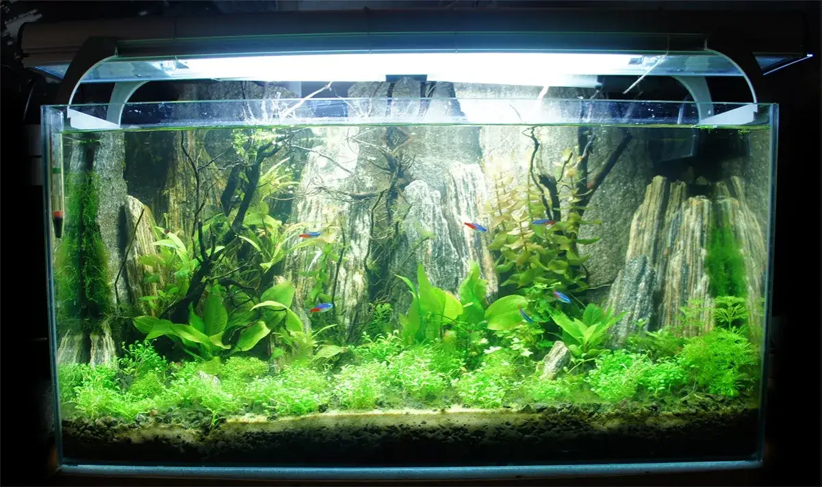 Zdjęcie Jakie tło do akwarium wybrać: wszystko co musisz wiedzieć o aranżacji