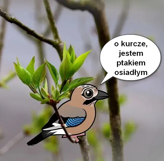 Zdjęcie Jak sójka za morze - co oznacza i jak unikać zwlekania w życiu