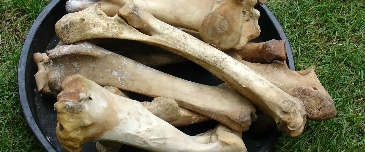 Zdjęcie Jakie kości dla psa są bezpieczne i zdrowe? Unikaj niebezpieczeństw