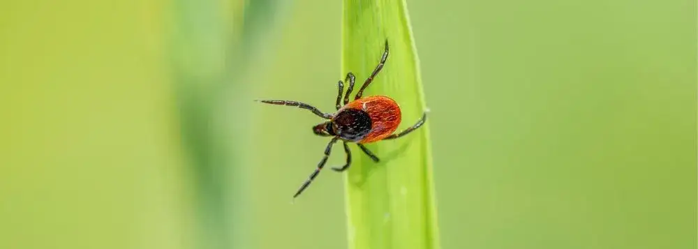 Zdjęcie Jak usunąć kleszcza bez pęsety – proste i skuteczne metody