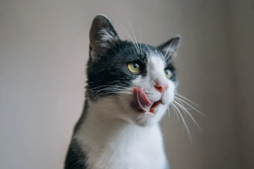 Zdjęcie Czy koty mogą jeść rukolę? Bezpieczne porady dla zdrowia kota