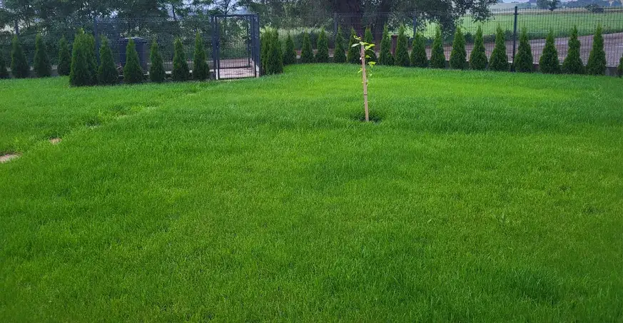 Zdjęcie Kiedy siać wapno na trawnik, aby uniknąć problemów z jego zdrowiem