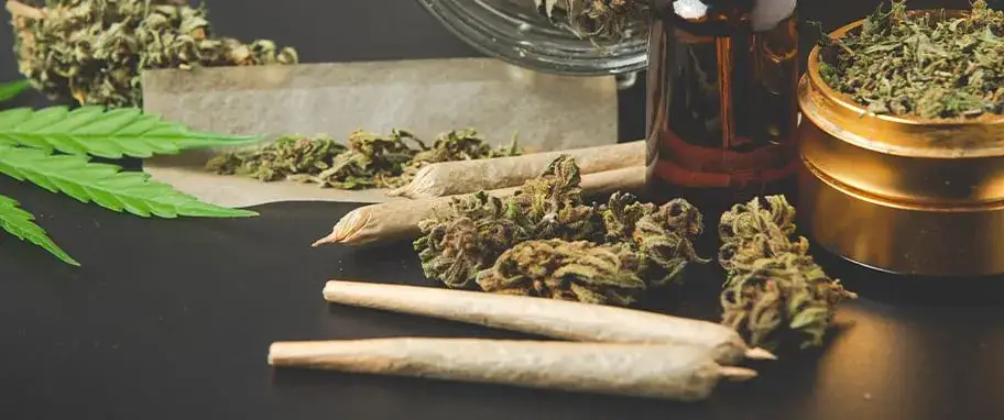 Zdjęcie Ile THC ma konopia lecznicza i jak wpływa na leczenie?
