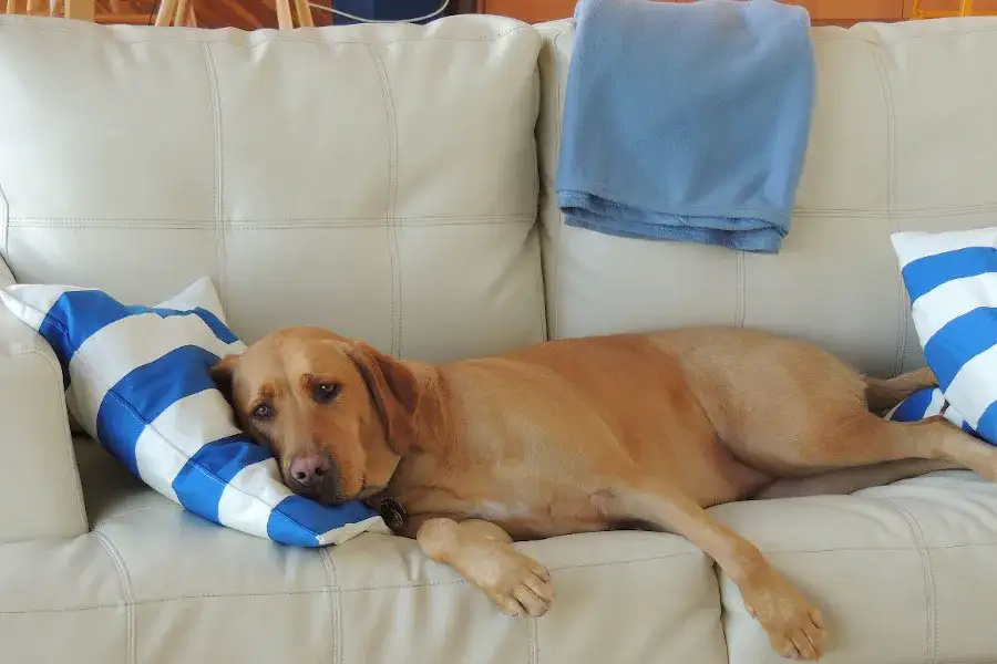 Zdjęcie Jak oduczyć psa spania na kanapie - skuteczne metody i porady