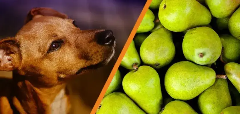 Zdjęcie Czy pies może jeść gruszki? Bezpieczne zasady i porcje dla psa