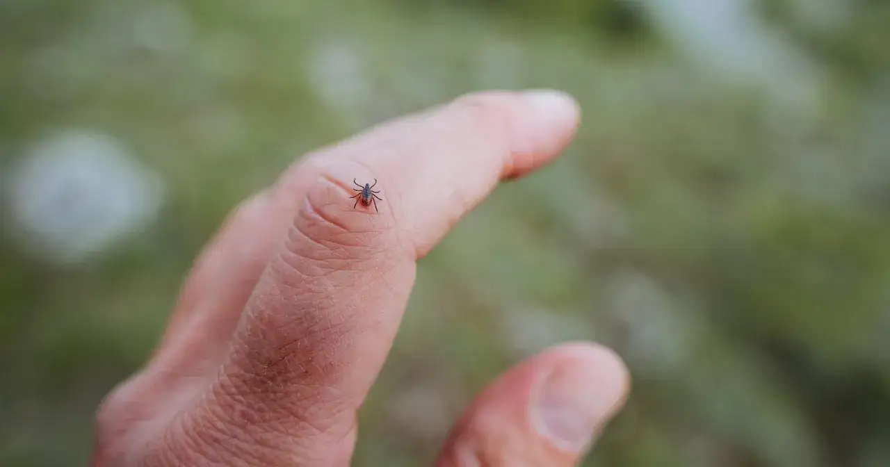 Zdjęcie Jaką grupę krwi lubią kleszcze? Odkryj, czy jesteś w niebezpieczeństwie