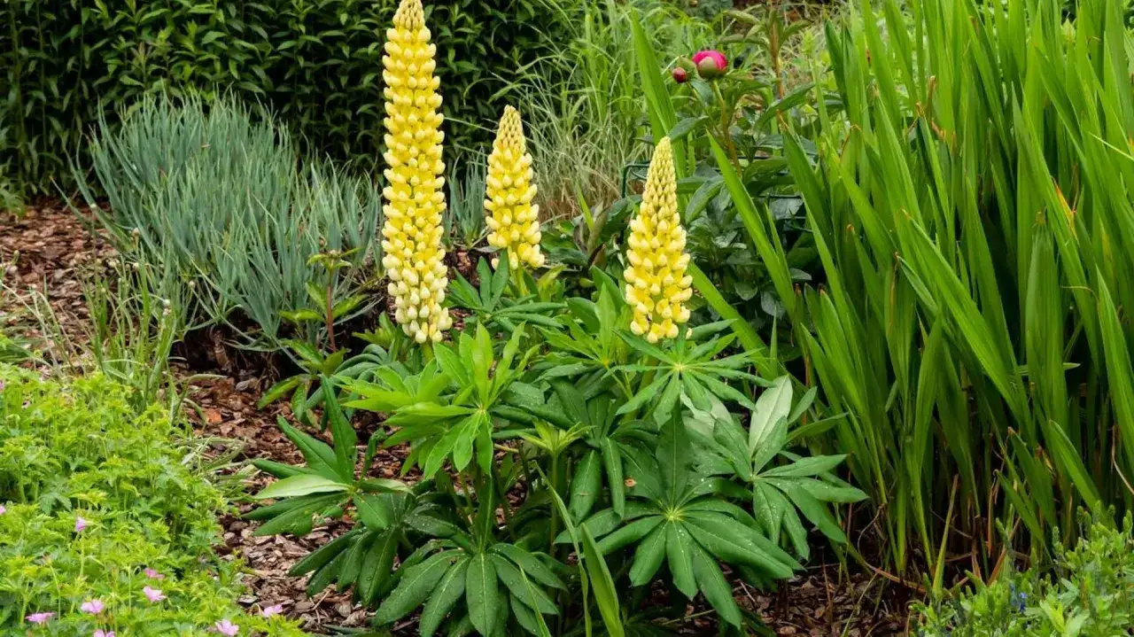Zdjęcie Kiedy sadzić kłącza łubinu, aby uniknąć błędów w uprawie?
