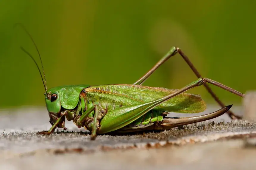 Zdjęcie Konik polny czym się żywi – odkryj tajemnice diety tych owadów