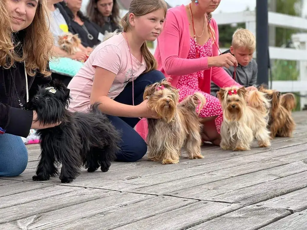 Zdjęcie Wystawa yorków: najważniejsze zasady przygotowania psa do pokazu