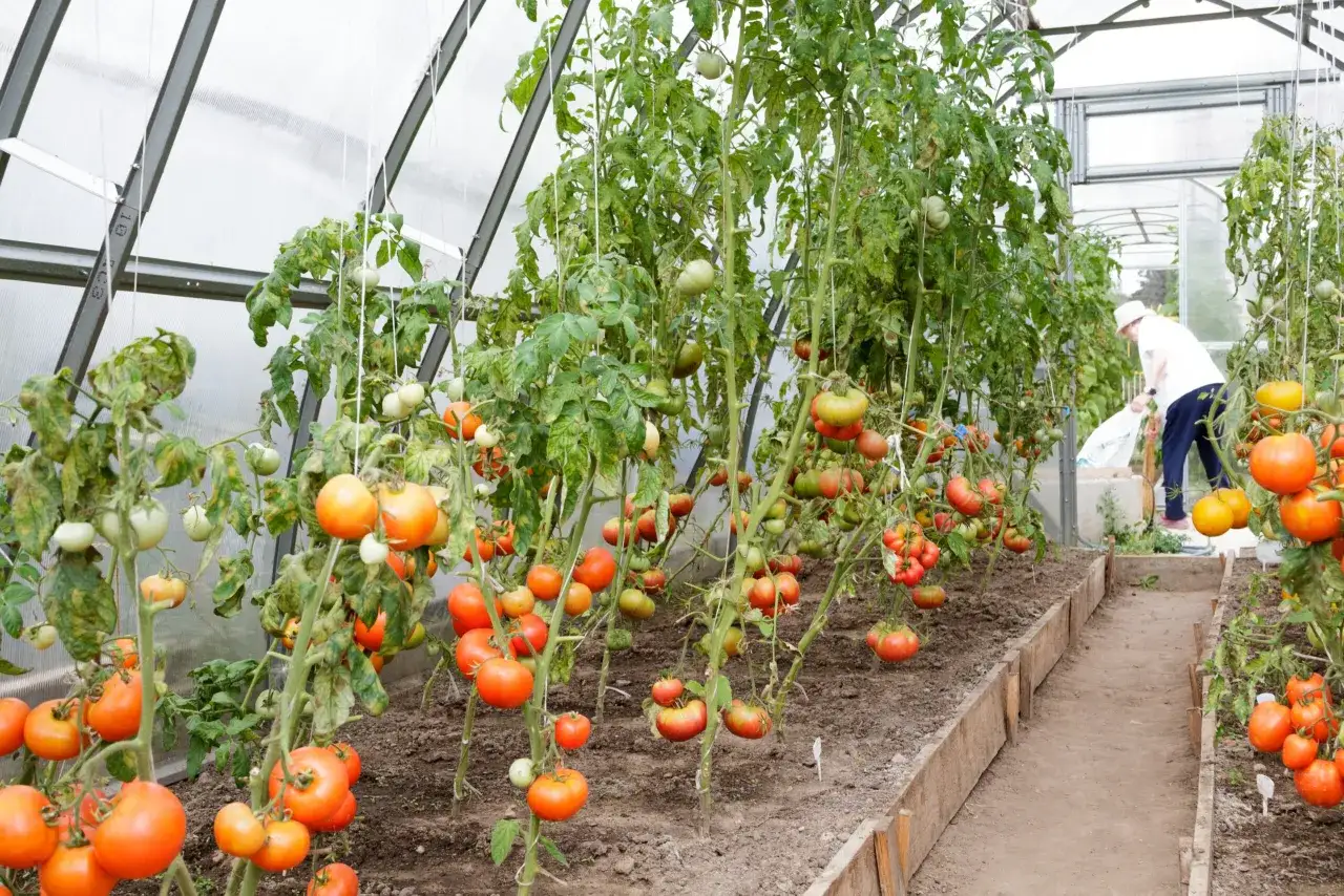 Zdjęcie Jak siać pomidory do gruntu: 5 kroków do bujnych plonów