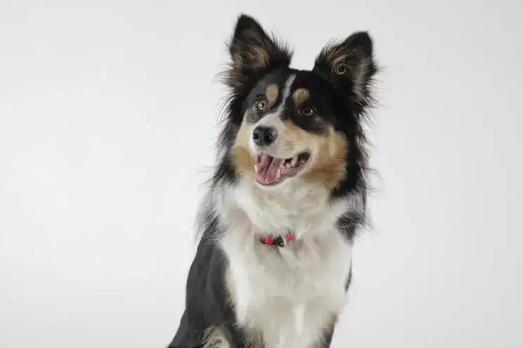 Zdjęcie Skuteczne metody jak wytresować border collie: kompletny poradnik tresury