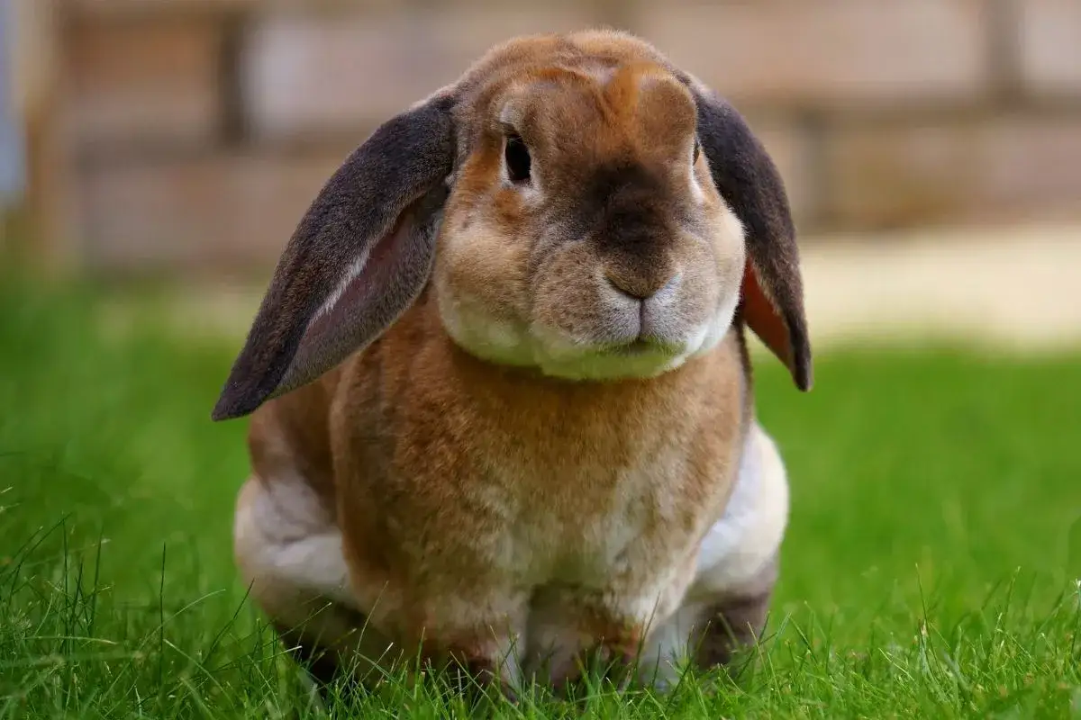 Zdjęcie Ile waży królik hodowlany? Odkryj wagi różnych ras królików