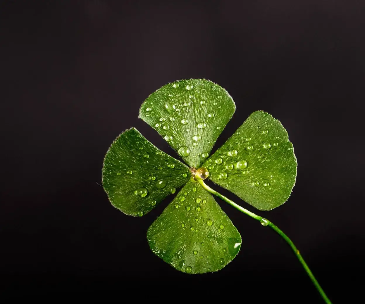 Zdjęcie Jakie kwiaty przynoszą szczęście? Odkryj rośliny, które zmieniają życie