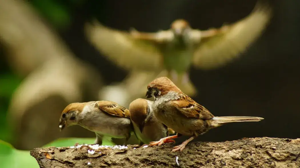 Zdjęcie Czy ptaki jedzą surowy ryż? Odkryj mity i prawdę o ich diecie