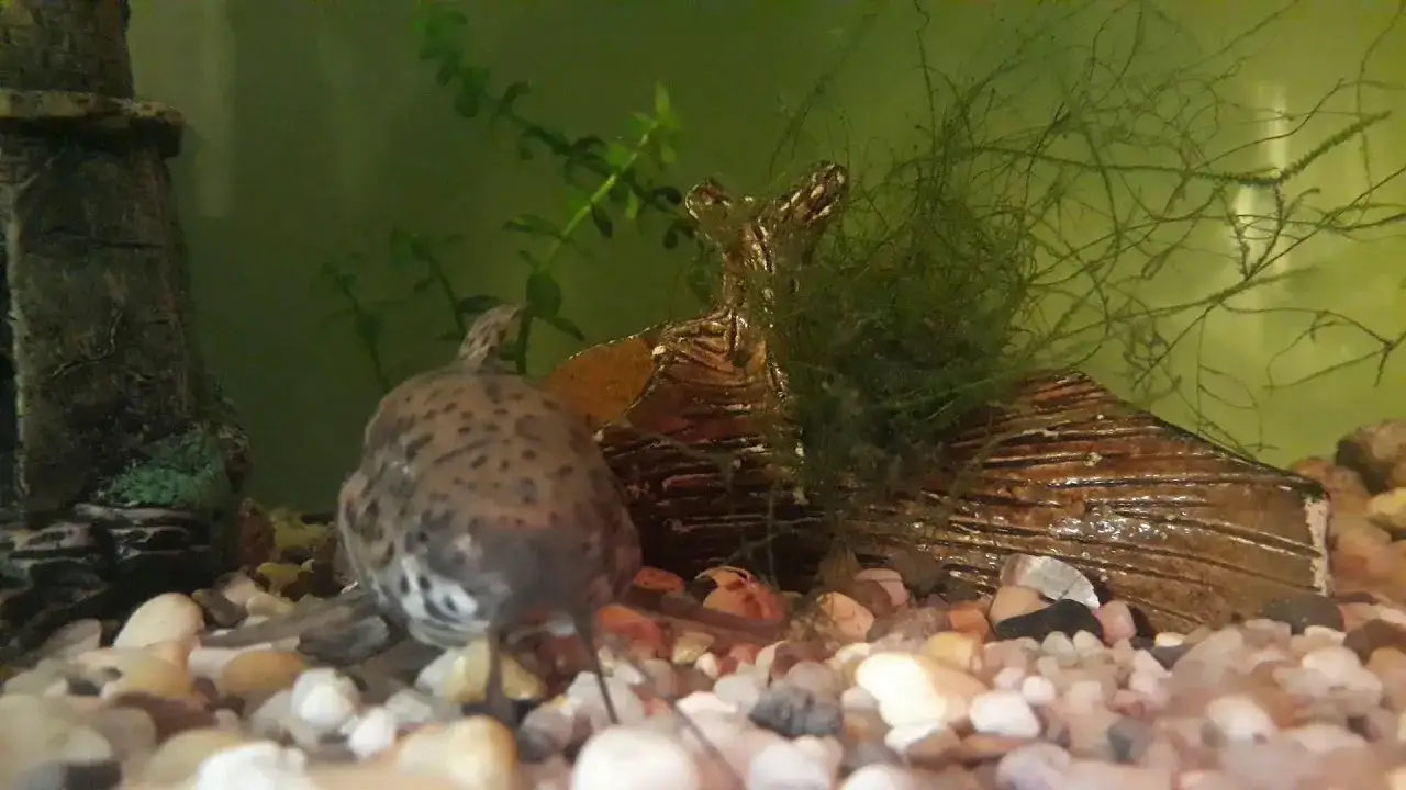 Zdjęcie Czy skalary mogą być z gupikami? Sprawdź, jak uniknąć problemów w akwarium