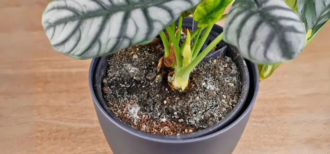 Zdjęcie Dlaczego wychodzi pleśń na ziemi w doniczce i jak jej zapobiec