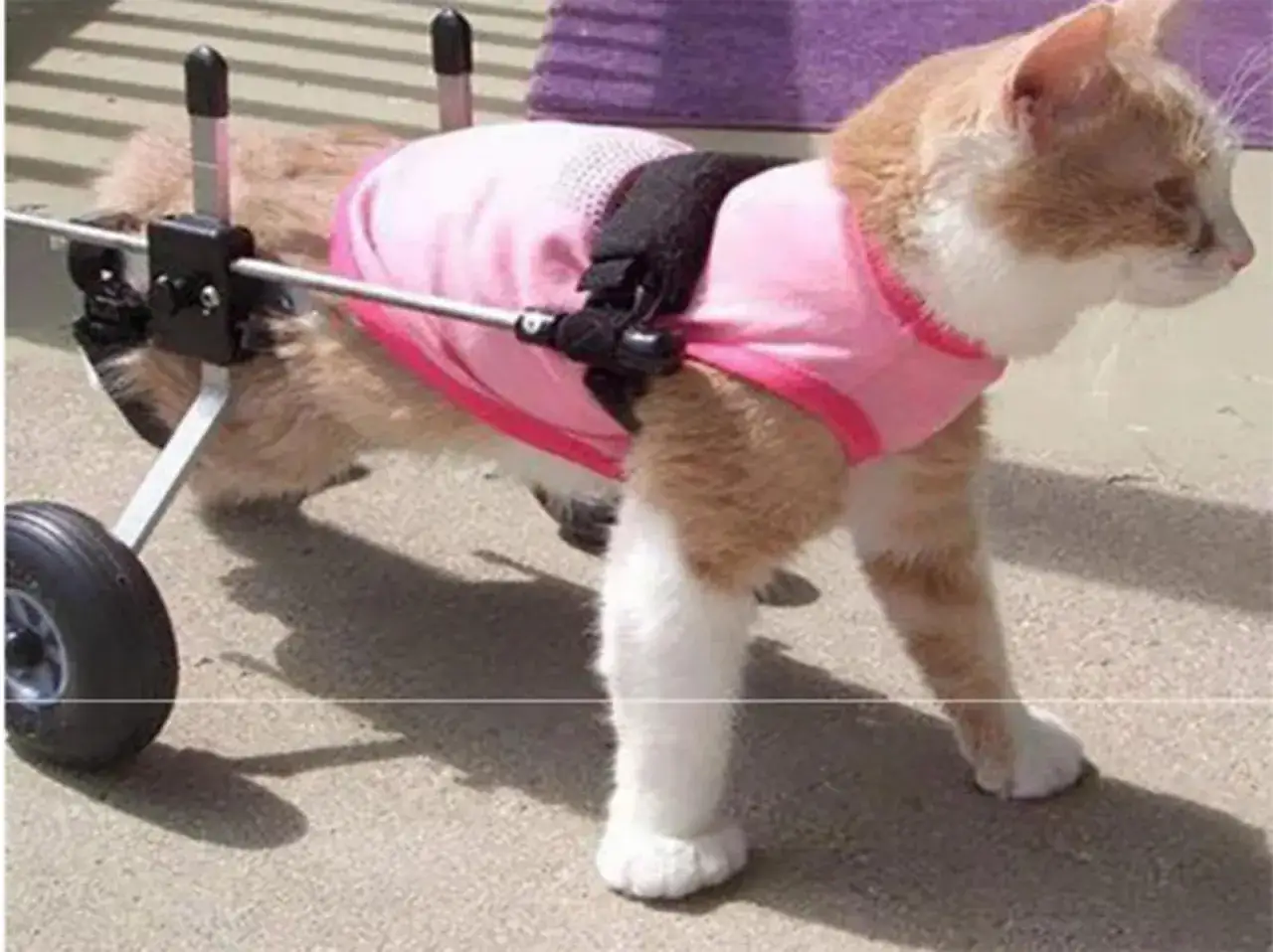 Zdjęcie Jak zrobić wózek inwalidzki dla kota - łatwe kroki i materiały