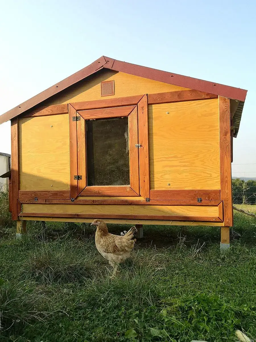 Zdjęcie Jak zbudować kurnik DIY dla 15 kur - praktyczne wskazówki i porady