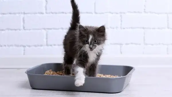 Zdjęcie Czy można wyrzucać żwirek dla kota do toalety - poznaj prawdę i fakty