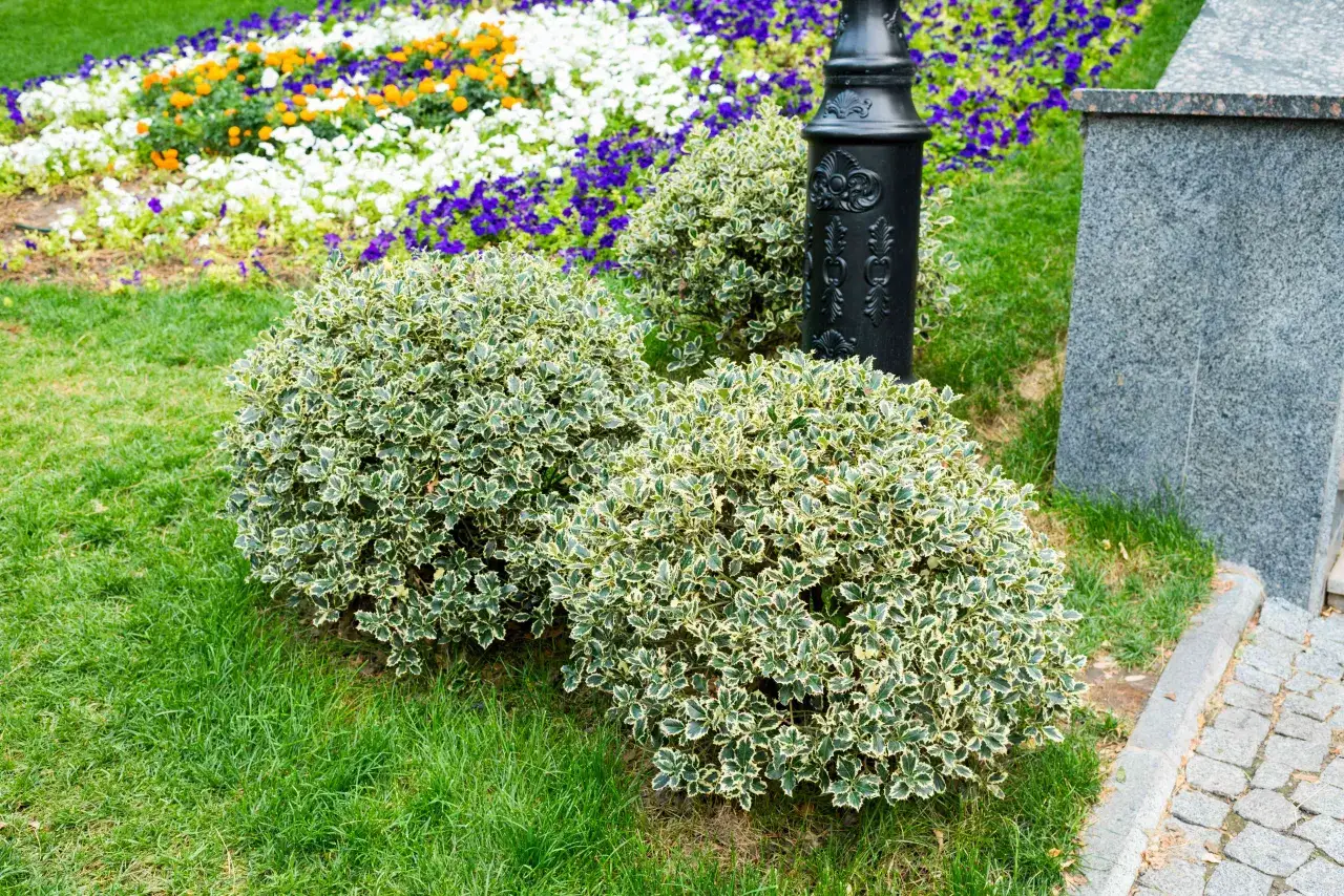 Zdjęcie Jakie krzewy do ogrodu wybrać, aby stworzyć zachwycającą przestrzeń?