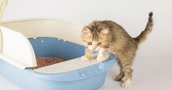 Zdjęcie Dlaczego kotka sika w domu? Odkryj przyczyny i rozwiązania