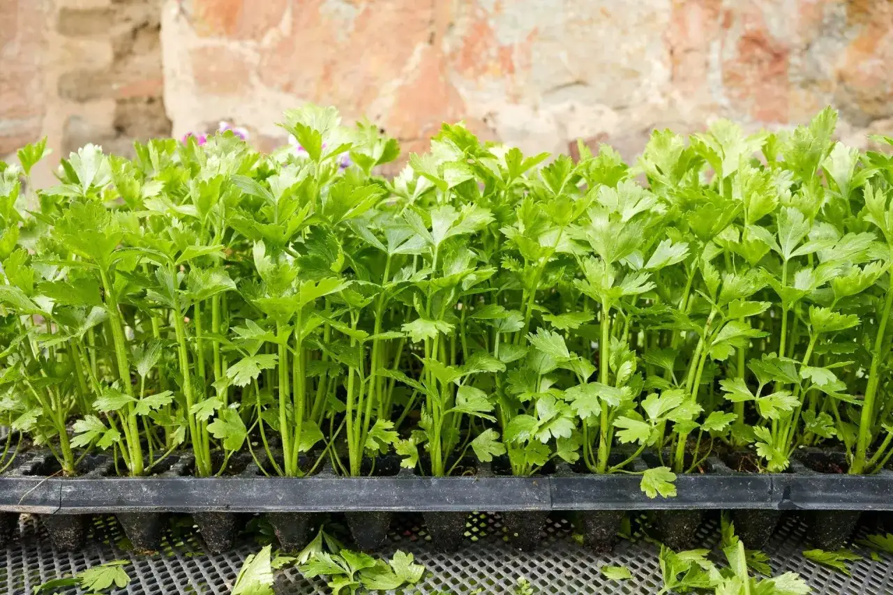 Zdjęcie Rozsada selera kiedy do gruntu: uniknij błędów w sadzeniu