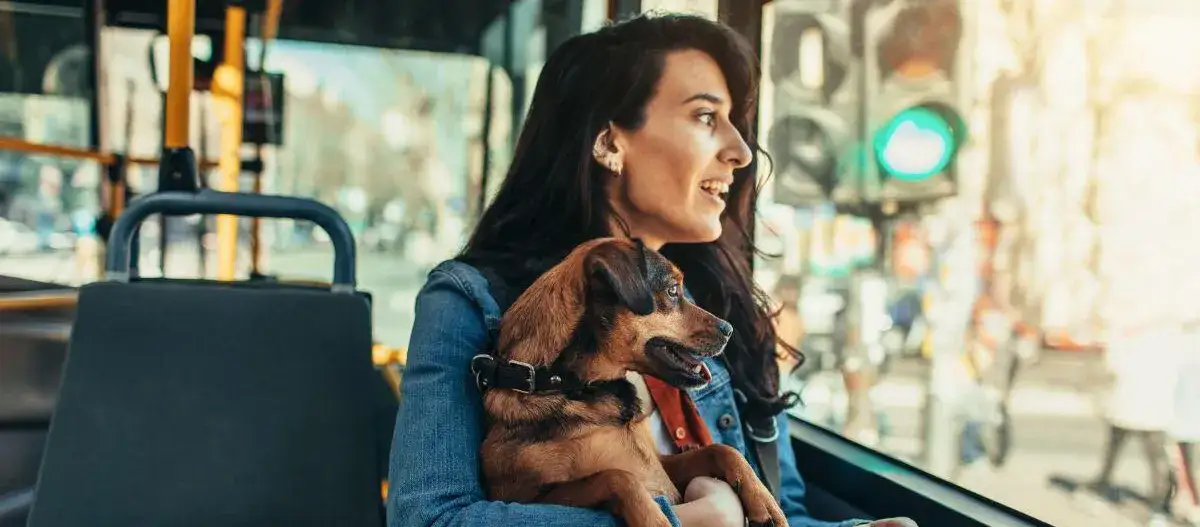 Zdjęcie Jaki bilet dla psa w autobusie? Sprawdź, ile zapłacisz w miastach